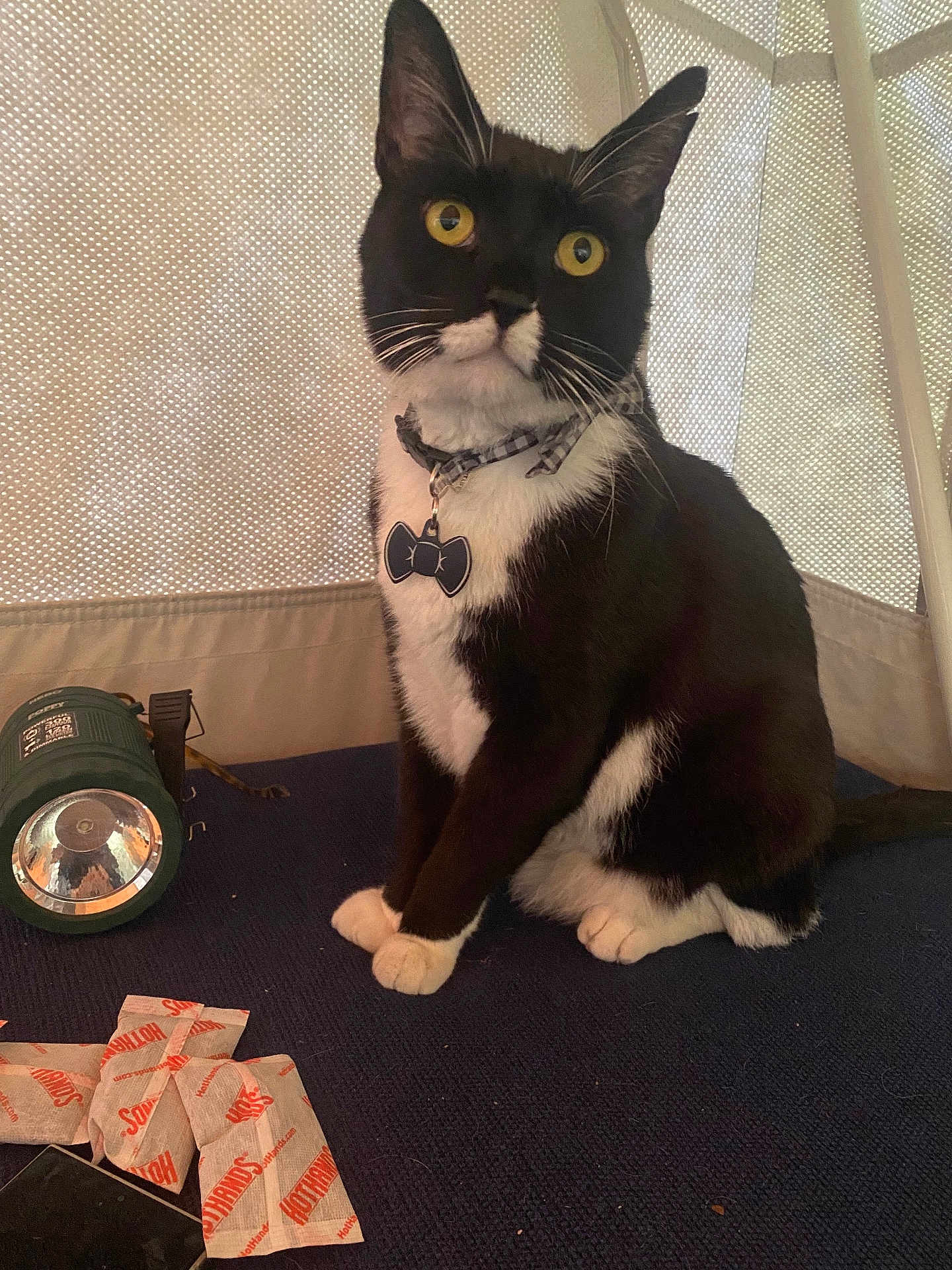 Frank is registered to the contest to win money with this photo: cat, tuxedo_cat, pet, indoor, yellow_eyes, collar, bow_tie, flashlight, tent, fabric, silica_gel, black_and_white, sitting, curious, close_up, whiskers, feline, paw, mesh_background, domestic_animal