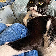 Frank joined the competition — help win amazing prizes! cat, tuxedo_cat, pet, indoor, jeans, lap, blanket, feline, whiskers, curious, black_and_white, cozy, relaxed, domestic_animal, fur, clothing, closeup, resting, home, cute