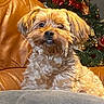 dog, small_dog, fluffy, pet, indoor, leather_couch, christmas_tree, holiday_decor, ornaments, festive, cute, animal, fur, sitting, home, cozy, decorations, holiday_lights, portrait, companion