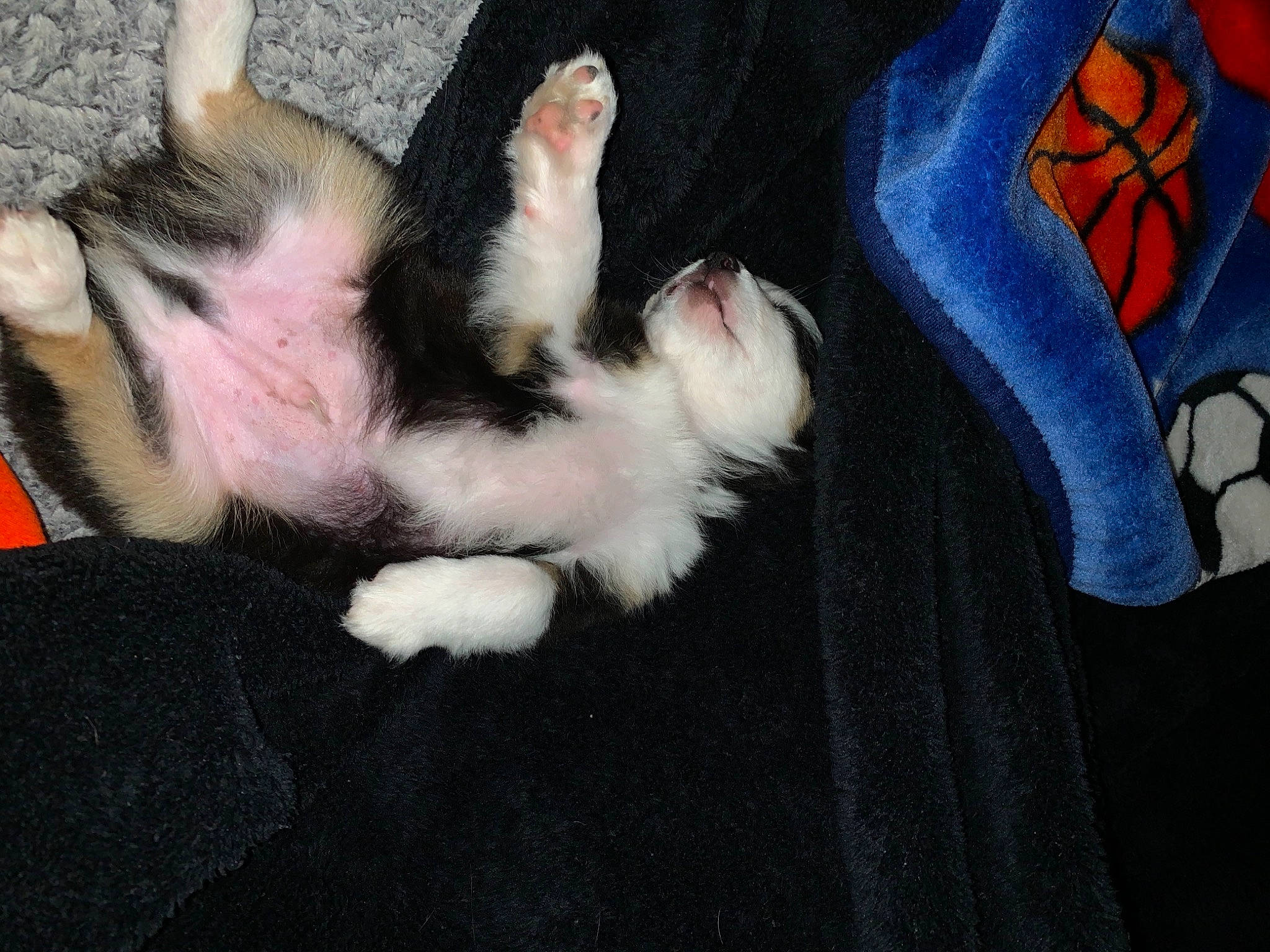 Sam is registered to the contest to win money with this photo: cat, claw, denim, felidae, fictional_character, foot, fur, kitten, paw, pocket, small_to_medium_sized_cats, spider_man, superhero, tail, toe