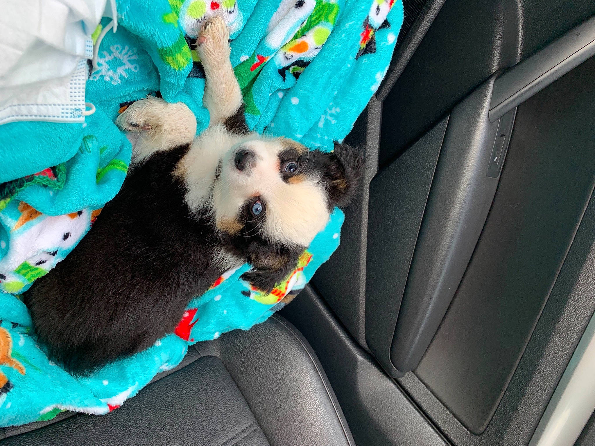 Sam is registered to the contest to win money with this photo: canidae, car_seat, car_seat_cover, carnivore, companion_dog, dog, dog_bed, dog_breed, dog_supply, linens, paw, pet_supply, puppy, sporting_group, teal, toy_dog, trunk, turquoise, vehicle_door, working_animal