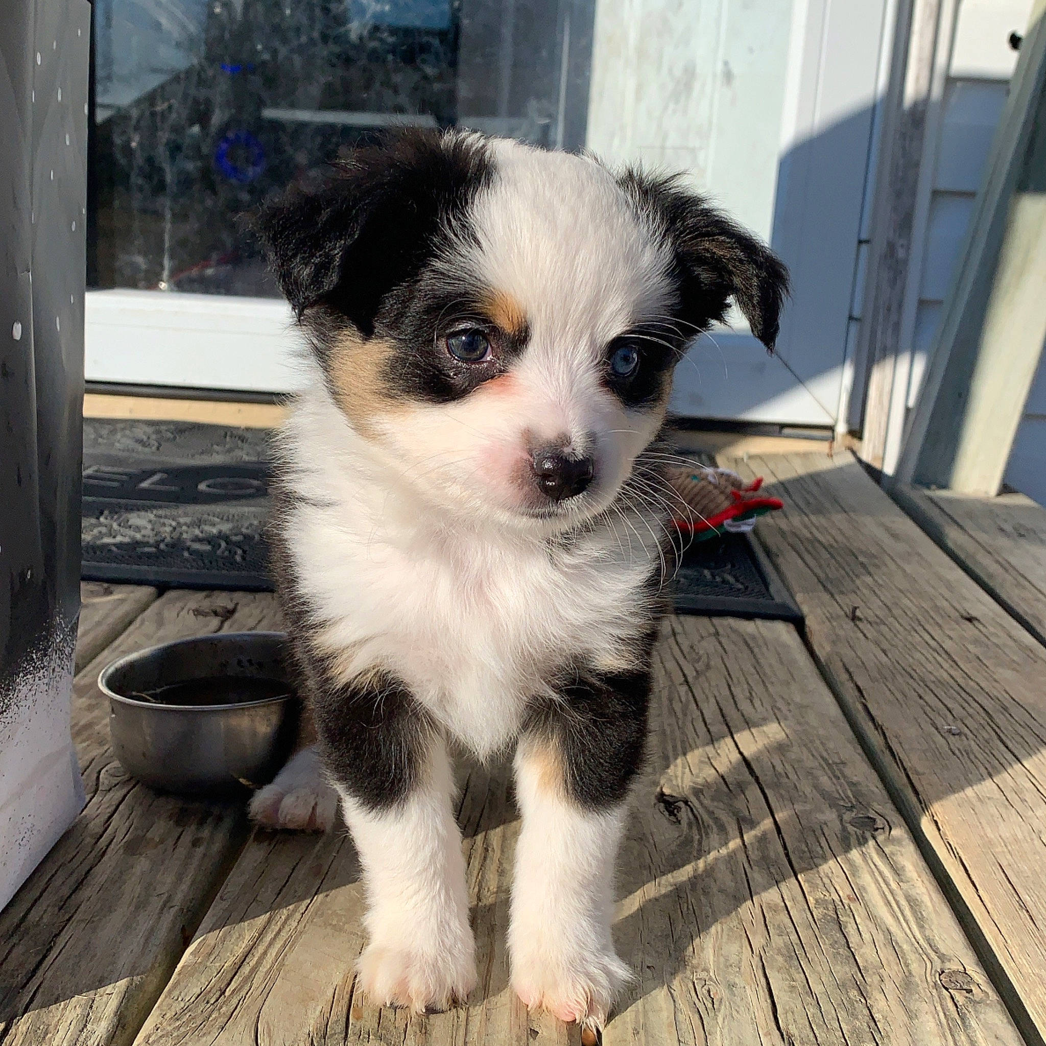 Sam joined the competition — help win amazing prizes! bowl, canidae, carnivore, companion_dog, dog, dog_breed, fur, hardwood, laminate_flooring, pet_supply, plank, puppy, snout, sporting_group, toy_dog, whiskers, wood_flooring, wood_stain, working_animal, working_dog