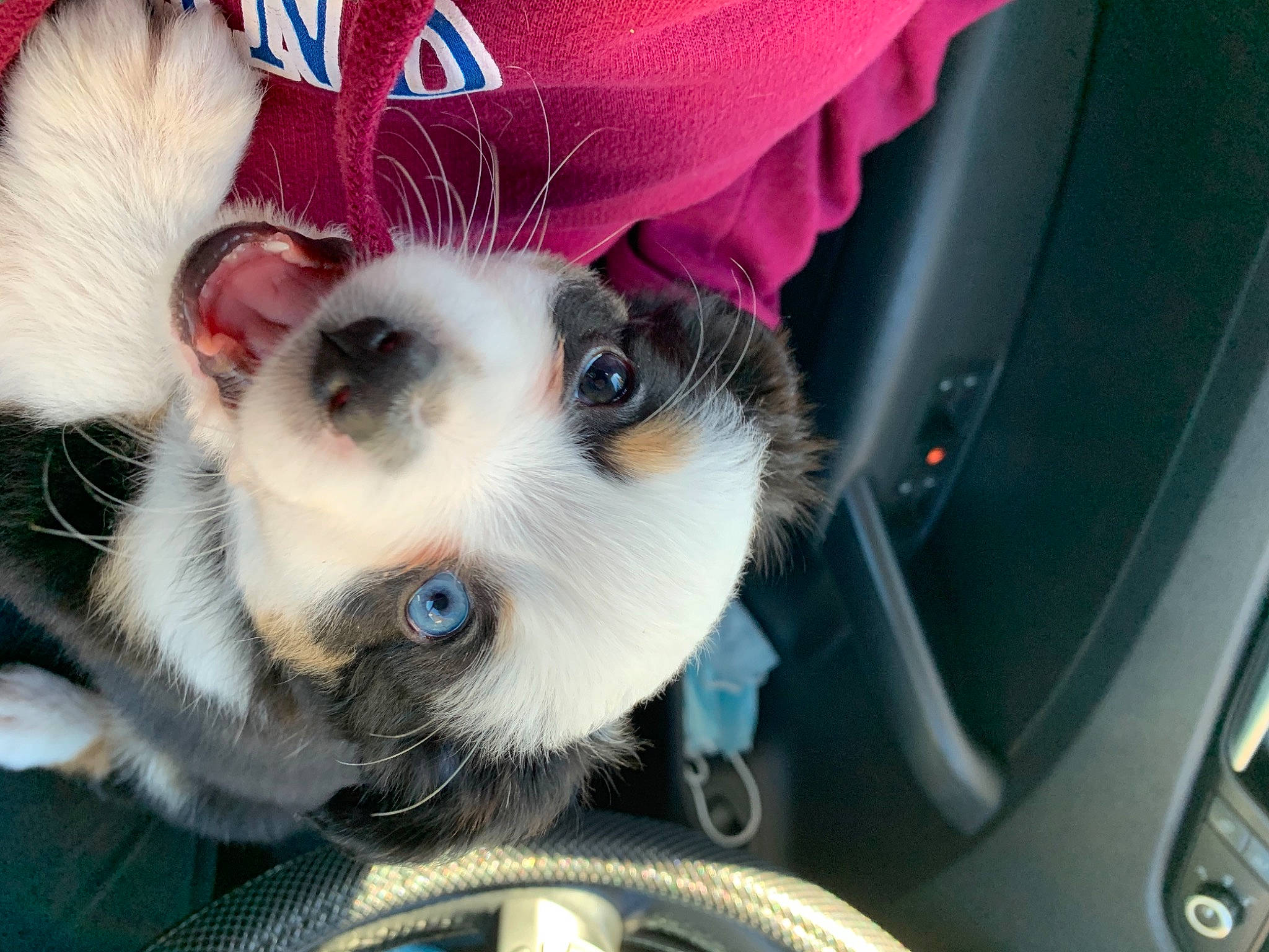 Sam joined the competition — help win amazing prizes! claw, fur, iris, pet_supply, snout, vertebrate, whiskers