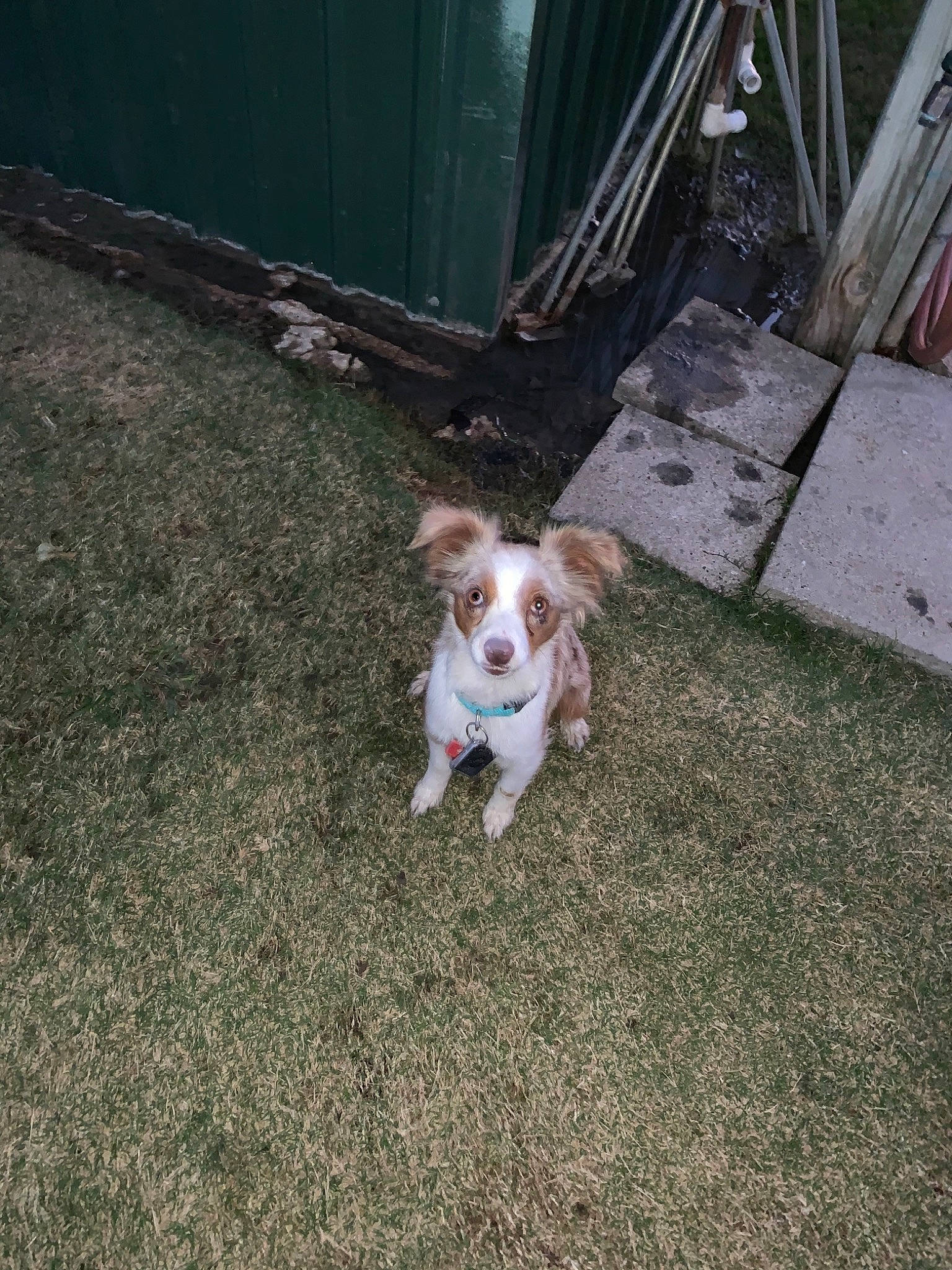 Maggie is registered to the contest to win money with this photo: brittany, canidae, carnivore, companion_dog, dog, dog_breed, hunting_dog, liver, mammal, snout, spaniel, sporting_group, toy_dog, working_animal, working_dog, yard