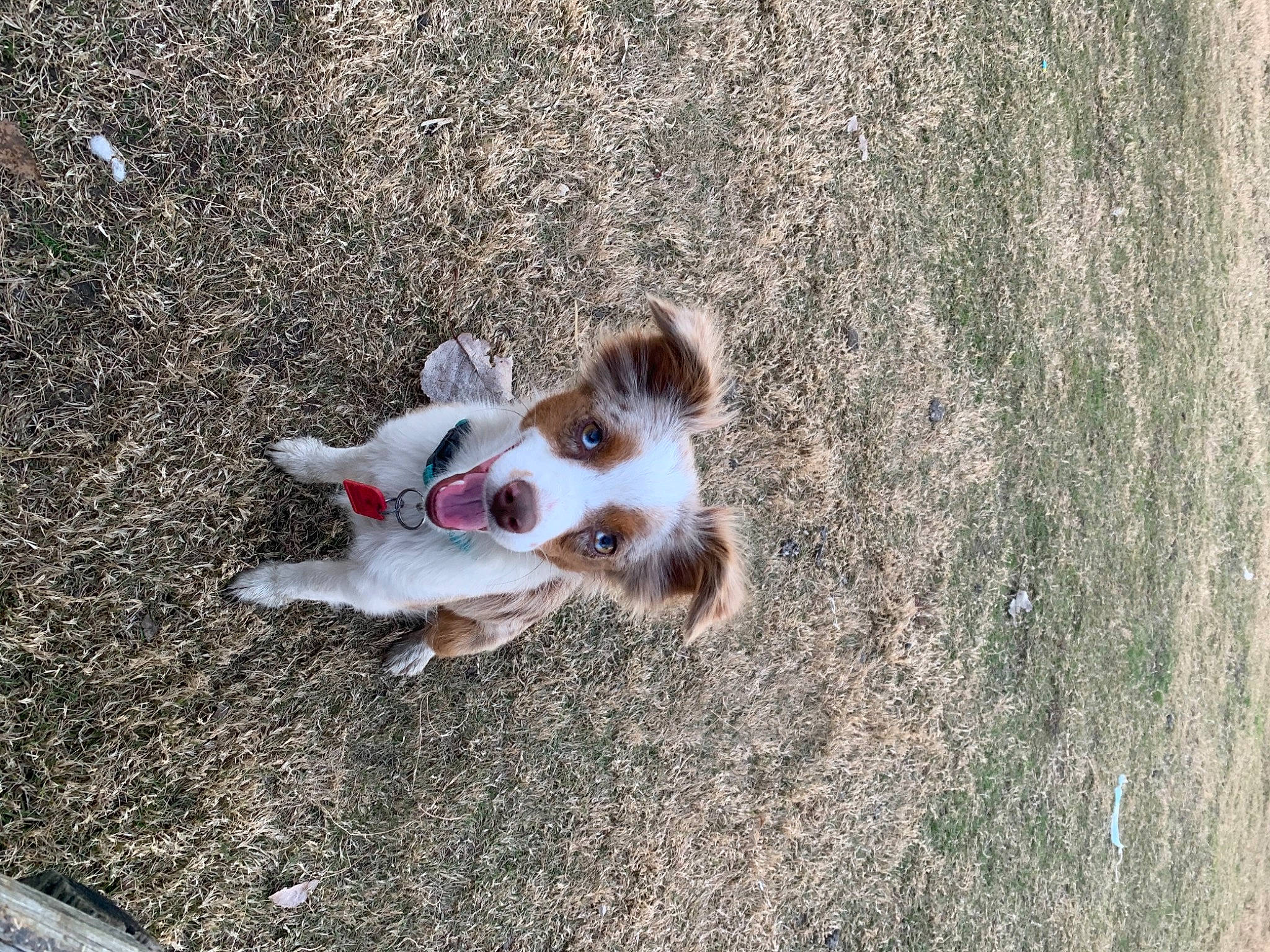 Maggie is registered to the contest to win money with this photo: canidae, carnivore, companion_dog, dog, dog_breed, fawn, fur, liver, non_sporting_group, puppy, snout, sporting_group, toy_dog, working_animal, working_dog