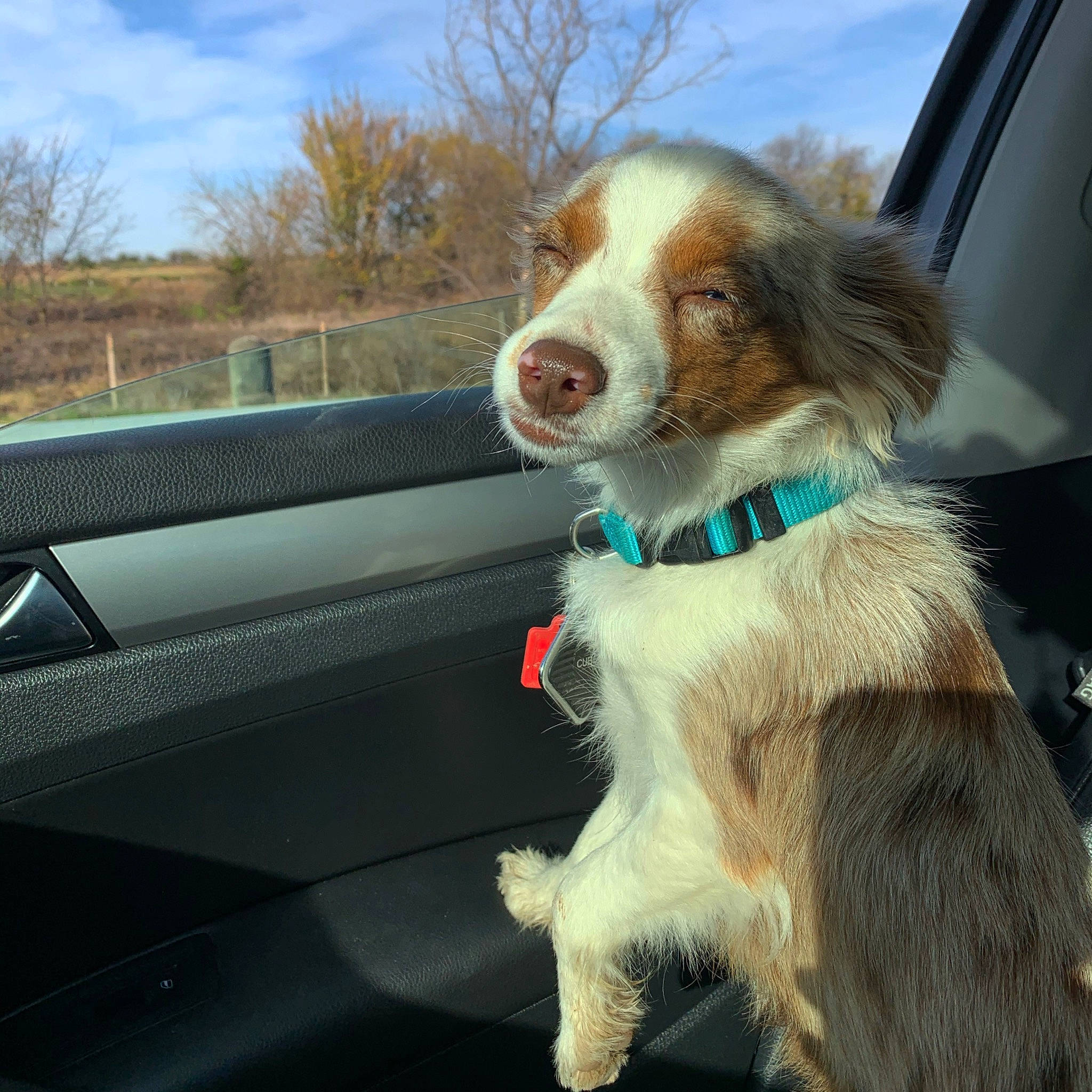 Maggie joined the competition — help win amazing prizes! automotive_exterior, automotive_mirror, automotive_window_part, canidae, carnivore, collar, companion_dog, dog, dog_breed, fawn, fixture, fur, glass, liver, mammal, snout, sporting_group, vehicle_door, vertebrate, windshield