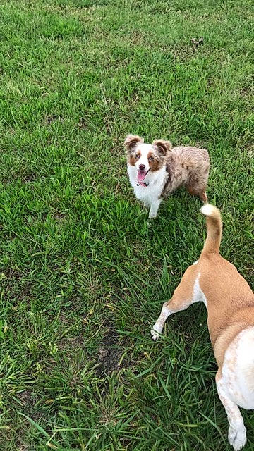 Maggie joined the competition — help win amazing prizes! canidae, carnivore, collar, companion_dog, dog, dog_breed, fawn, grass, groundcover, lawn, liver, puppy, sporting_group, tail, toy_dog, working_animal, working_dog