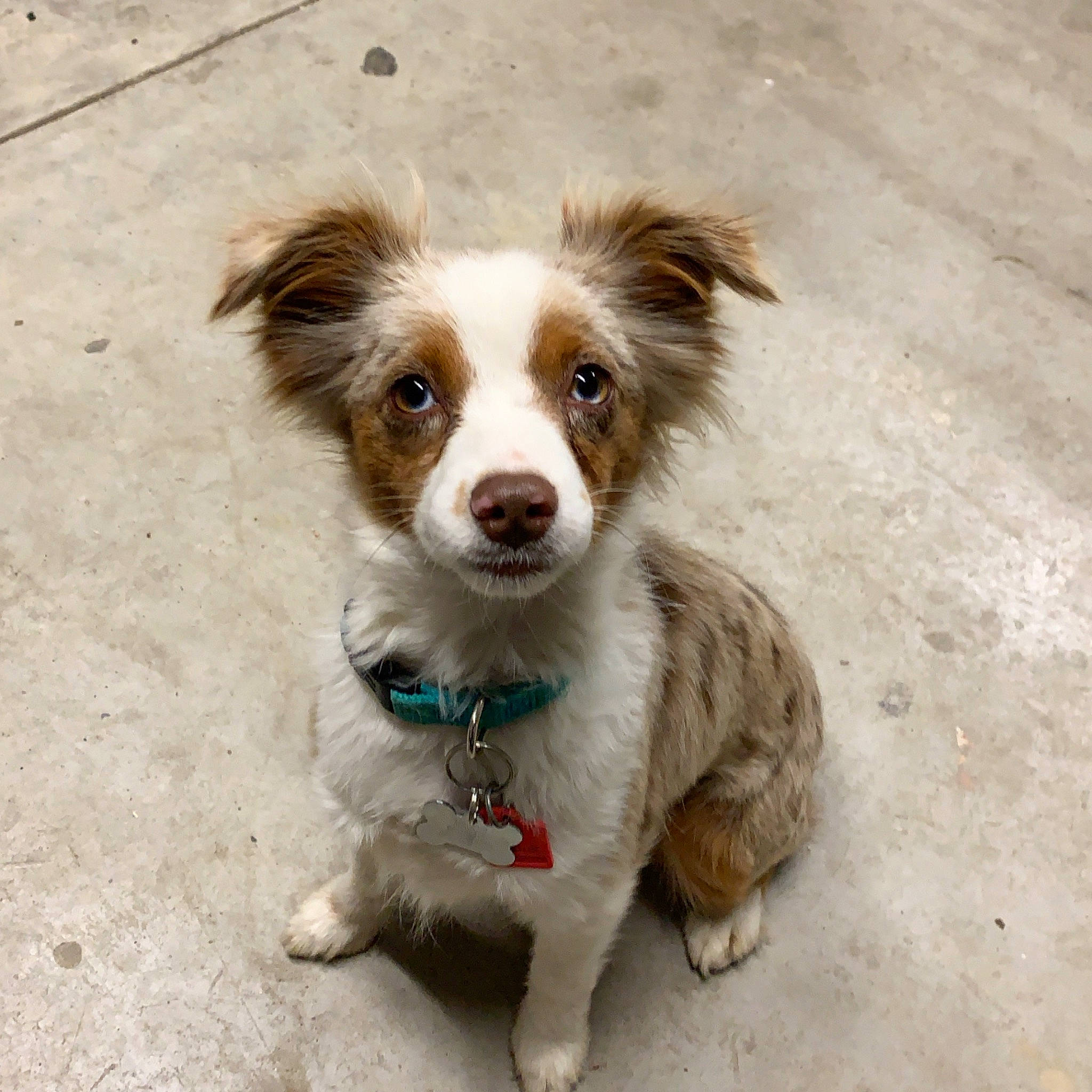 Maggie is registered to the contest to win money with this photo: canidae, carnivore, companion_dog, dog, dog_breed, fawn, fur, liver, mammal, non_sporting_group, puppy, snout, sporting_group, toy_dog, whiskers, working_animal