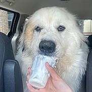 Zeke is registered to the contest to win money with this photo: dog, large_dog, white_fur, fluffy, car_interior, plastic_cup, hand, treat, licking, close_up, window, seat, nail_polish, animal, pet, mammal, face, snout, fur, tongue