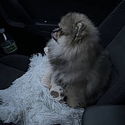 Ayko a rejoint le concours — aidez-le/la à gagner de superbes lots ! dog, puppy, pomeranian, car, car_interior, seat, blanket, rain, rain_drops, window, fluffy, pet, animal, cute, small_dog, looking_outside, seatbelt_buckle, door_handle, dark_interior, cozy