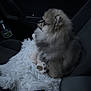 dog, puppy, pomeranian, car, car_interior, seat, blanket, rain, rain_drops, window, fluffy, pet, animal, cute, small_dog, looking_outside, seatbelt_buckle, door_handle, dark_interior, cozy