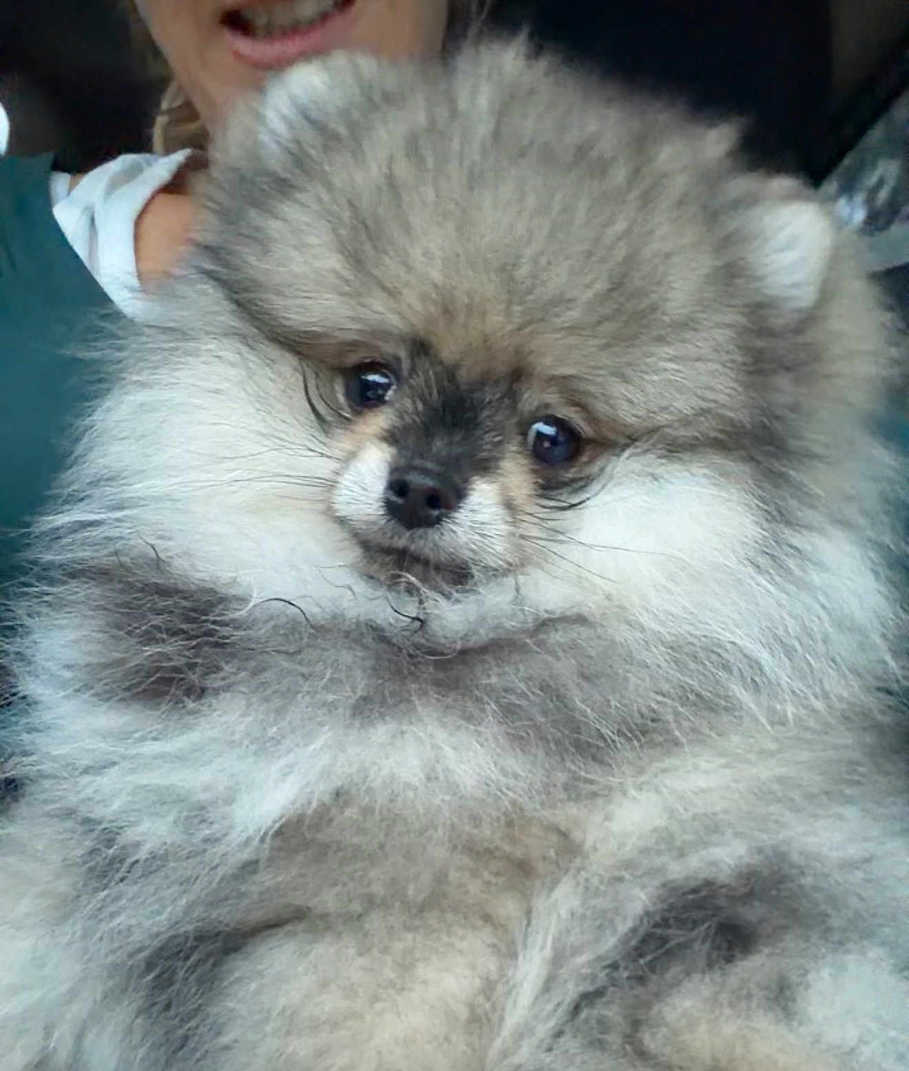 Ayko participe au concours pour gagner de l'argent avec cette photo : dog, pomeranian, fluffy, pet, animal, face, fur, cute, portrait, smile, person, human, indoor, closeup, companion, mammal, friendly, adorable, eyes, snout