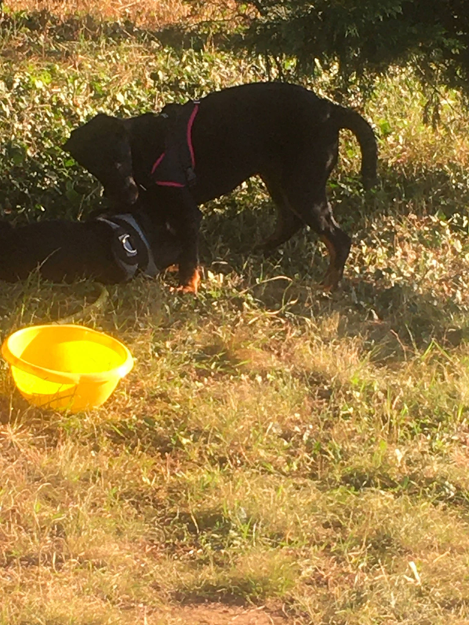 Sultane participe au concours pour gagner de l'argent avec cette photo : carnivore, collar, companion_dog, disc_dog, dog, dog_breed, dog_supply, grass, guard_dog, pet_supply, plant, shadow, soil, sporting_group, sports_toy, tail, terrestrial_animal, tints_and_shades, working_animal, working_dog
