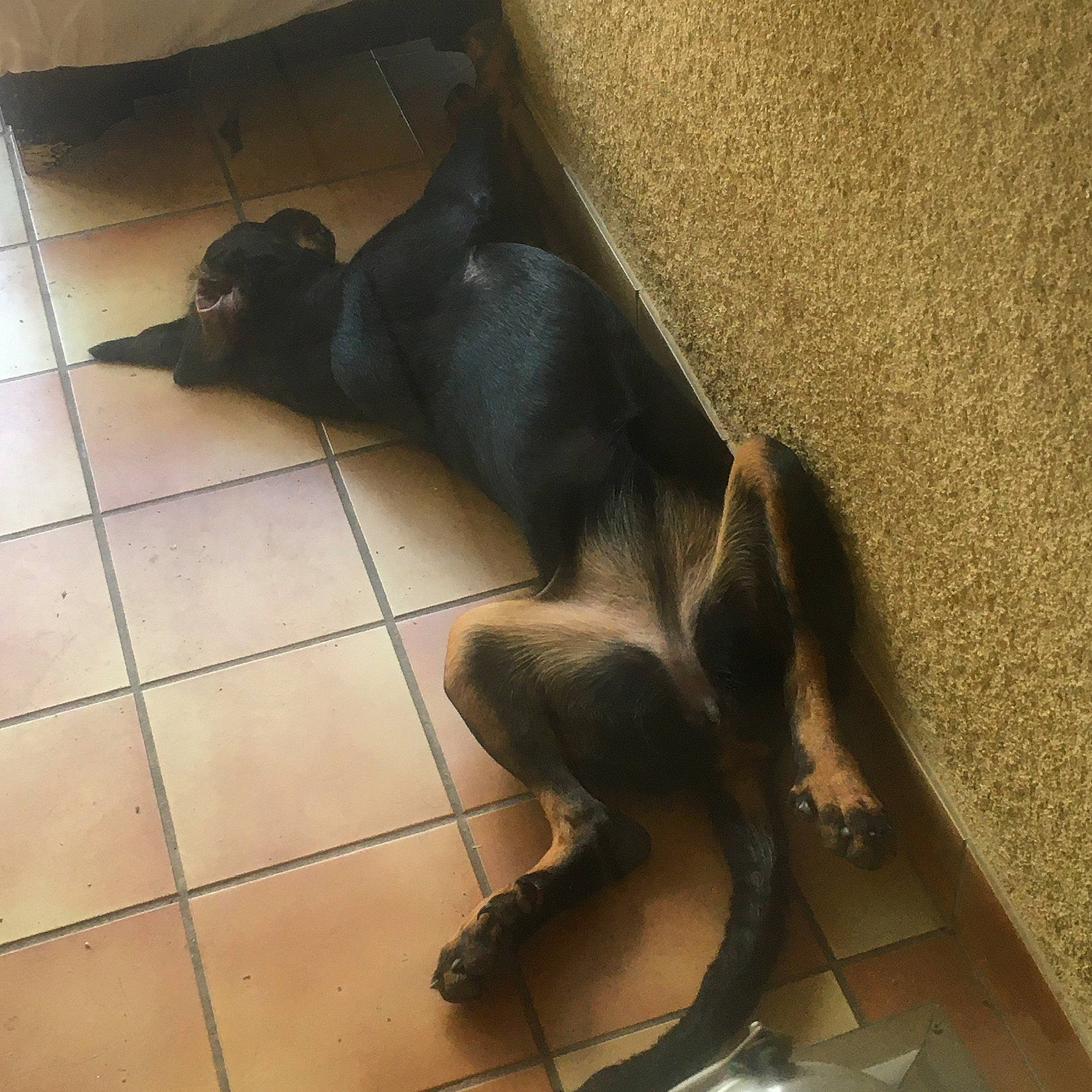 Sultane a rejoint le concours — aidez-le/la à gagner de superbes lots ! art, comfort, companion_dog, dog, dog_breed, floor, flooring, foot, human_leg, knee, metal, sculpture, shadow, statue, tail, terrestrial_animal, thigh, visual_arts