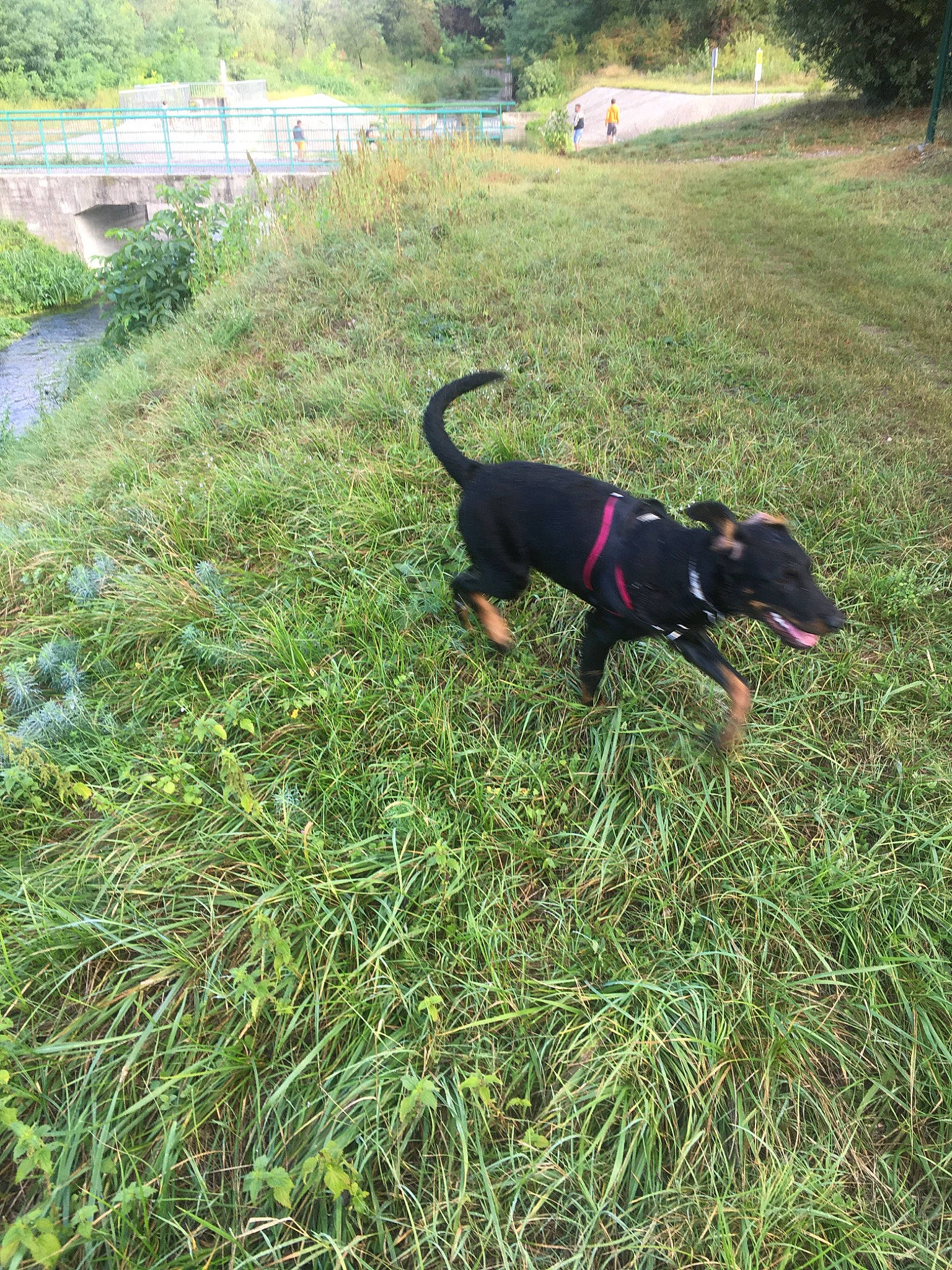 Sultane participe au concours pour gagner de l'argent avec cette photo : canidae, carnivore, collar, companion_dog, dog, dog_breed, garden, grass, grassland, groundcover, guard_dog, pasture, plant, shrub, sporting_group, tail, tree, working_animal, working_dog, yard