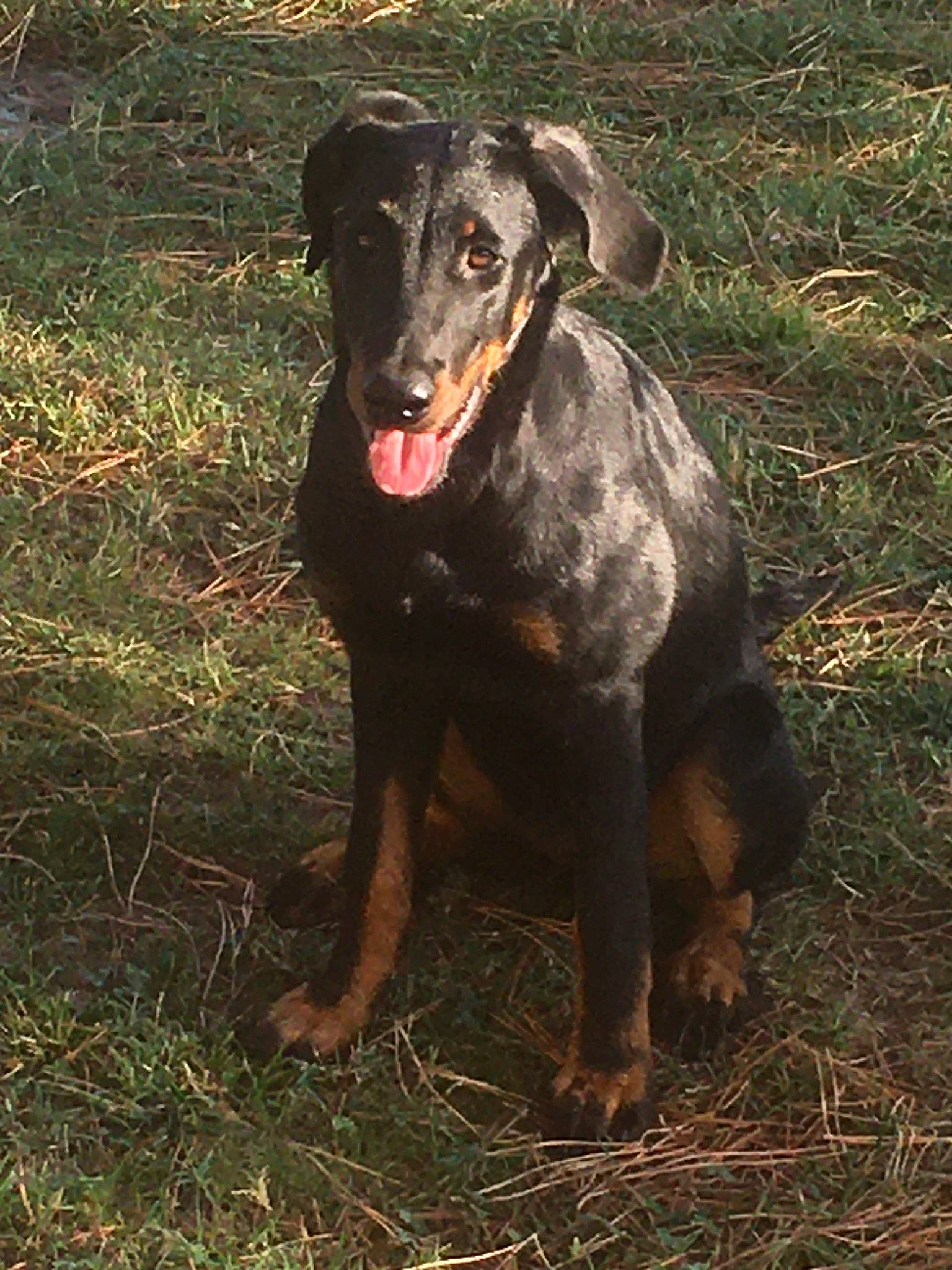Sultane participe au concours pour gagner de l'argent avec cette photo : borador, canidae, carnivore, companion_dog, dog, dog_breed, fawn, grass, guard_dog, gun_dog, hunting_dog, liver, plant, sporting_group, terrestrial_animal, whiskers, working_animal, working_dog