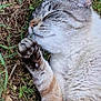 Gribouille participe au concours pour gagner de l'argent avec cette photo : cat, sleeping, grass, outdoor, paw, fur, striped, pet, relaxed, nature, closeup, whiskers, animal, cute, mammal, resting, peaceful, tabby, soft, daylight