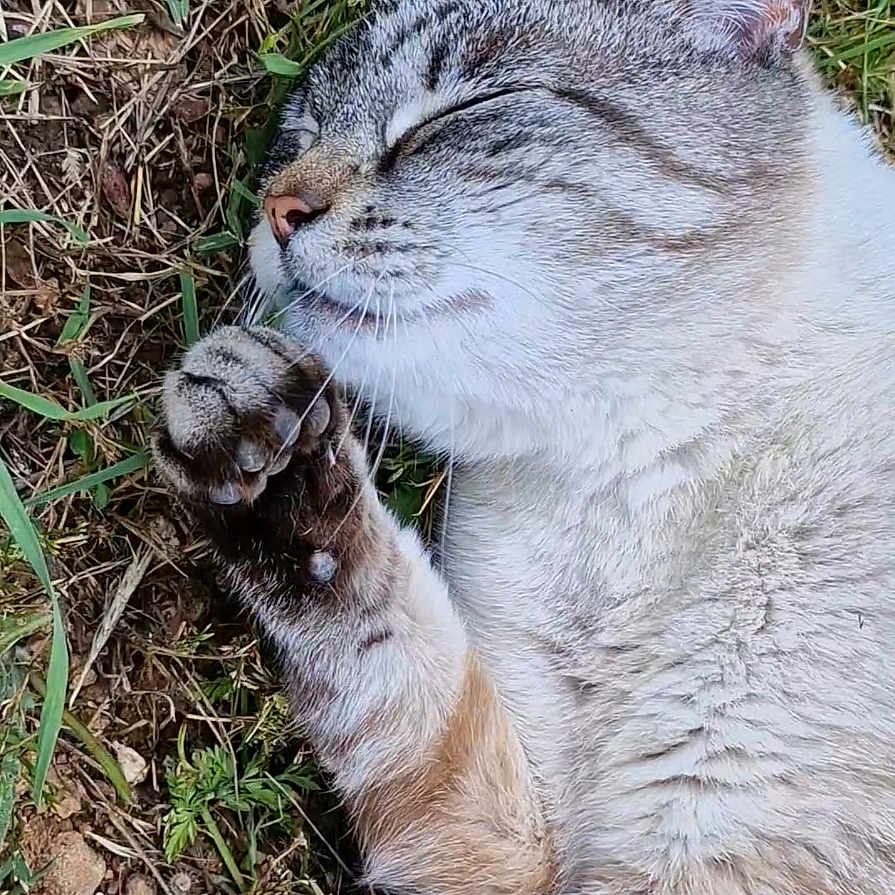 Gribouille participe au concours pour gagner de l'argent avec cette photo : animal, cat, closeup, cute, daylight, fur, grass, mammal, nature, outdoor, paw, peaceful, pet, relaxed, resting, sleeping, soft, striped, tabby, whiskers