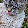 Gribouille participe au concours pour gagner de l'argent avec cette photo : cat, animal, pet, fur, whiskers, tongue, close_up, outdoor, grass, cute, mammal, striped, relaxed, lying_down, nature, feline, sleepy, soft, ears, nose