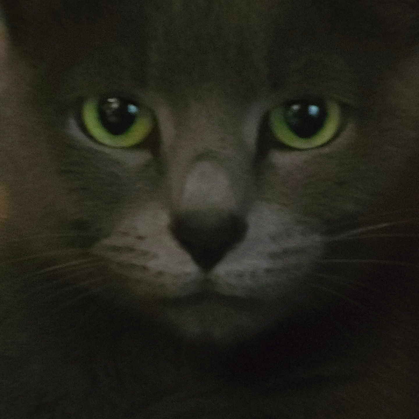 Sammy is registered to the contest to win money with this photo: alert, animal, cat, close_up, cute, domestic_animal, ears, face, feline, furry, gray_fur, green_eyes, indoor, mustache, mysterious, nose, pet, portrait, soft_fur, whiskers