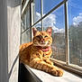 cat, ginger_cat, windowsill, sunlight, pink_collar, bell, window, blue_sky, clouds, indoor, pet, feline, relaxed, resting, daylight, shadow, whiskers, ears, fur, domestic_animal