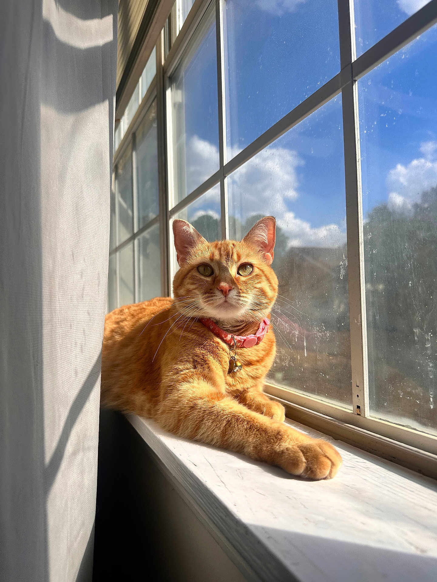 Pumpkin is registered to the contest to win money with this photo: cat, ginger_cat, windowsill, sunlight, pink_collar, bell, window, blue_sky, clouds, indoor, pet, feline, relaxed, resting, daylight, shadow, whiskers, ears, fur, domestic_animal