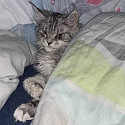 Appy a rejoint le concours — aidez-le/la à gagner de superbes lots ! cat, pet, bed, blanket, bedding, paws, fur, long_hair, whiskers, ears, sleepy, indoor, cozy, resting, portrait, domestic_cat, duvet, comfort, grey_cat, muzzle