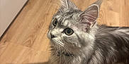 Appy participe au concours pour gagner de l'argent avec cette photo : cat, kitten, pet, domestic_cat, fur, whiskers, ears, green_eyes, collar, wooden_floor, indoor, shadow, portrait, close_up, curious, tabby_pattern, long_hair, light, home, attentive