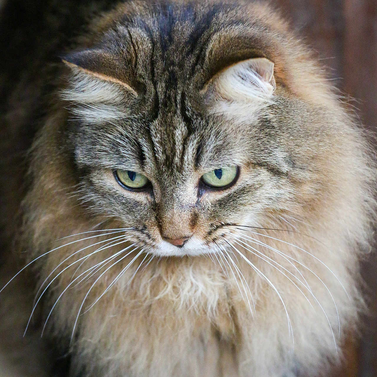 Just a rejoint le concours — aidez-le/la à gagner de superbes lots ! cat, long_hair, green_eyes, whiskers, furry, pet, animal, close_up, portrait, indoor, wooden_background, curious, cute, mammal, feline, domestic_cat, soft_fur, focused, natural_light, fluffy