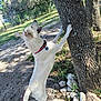 Kyla Rose is registered to the contest to win money with this photo: dog, white_dog, outdoor, tree, grass, rocks, fence, sunlight, collar, playful, curious, pet, canine, nature, park, scratching, standing, tail, daytime, ground