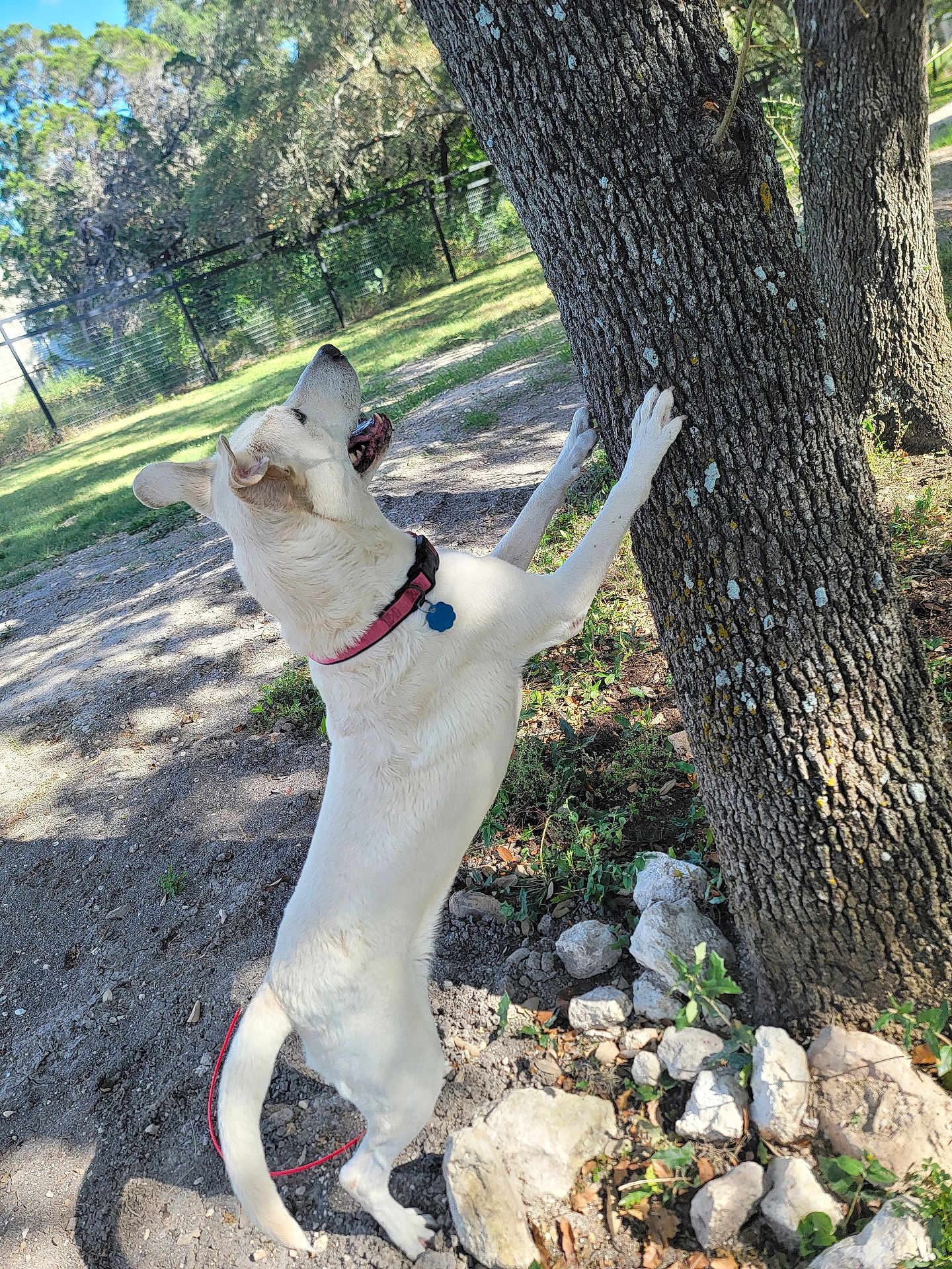 Kyla Rose is registered to the contest to win money with this photo: dog, white_dog, outdoor, tree, grass, rocks, fence, sunlight, collar, playful, curious, pet, canine, nature, park, scratching, standing, tail, daytime, ground
