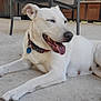 Kyla Rose is registered to the contest to win money with this photo: animal, cabinet, canine, collar, concrete, dog, domestic_animal, floor, happy, indoor, laying_down, mammal, metal_chair, panting, pet, quiet, relaxed, resting, tongue_out, white_dog