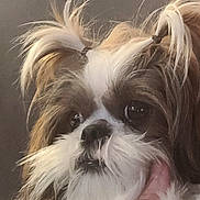 Sadie joined the competition — help win amazing prizes! dog, shih_tzu, fluffy, close_up, portrait, cute, pet, animal, fur, white, brown, black, pony_tail, face, ears, whiskers, expression, indoors, soft_light, hand