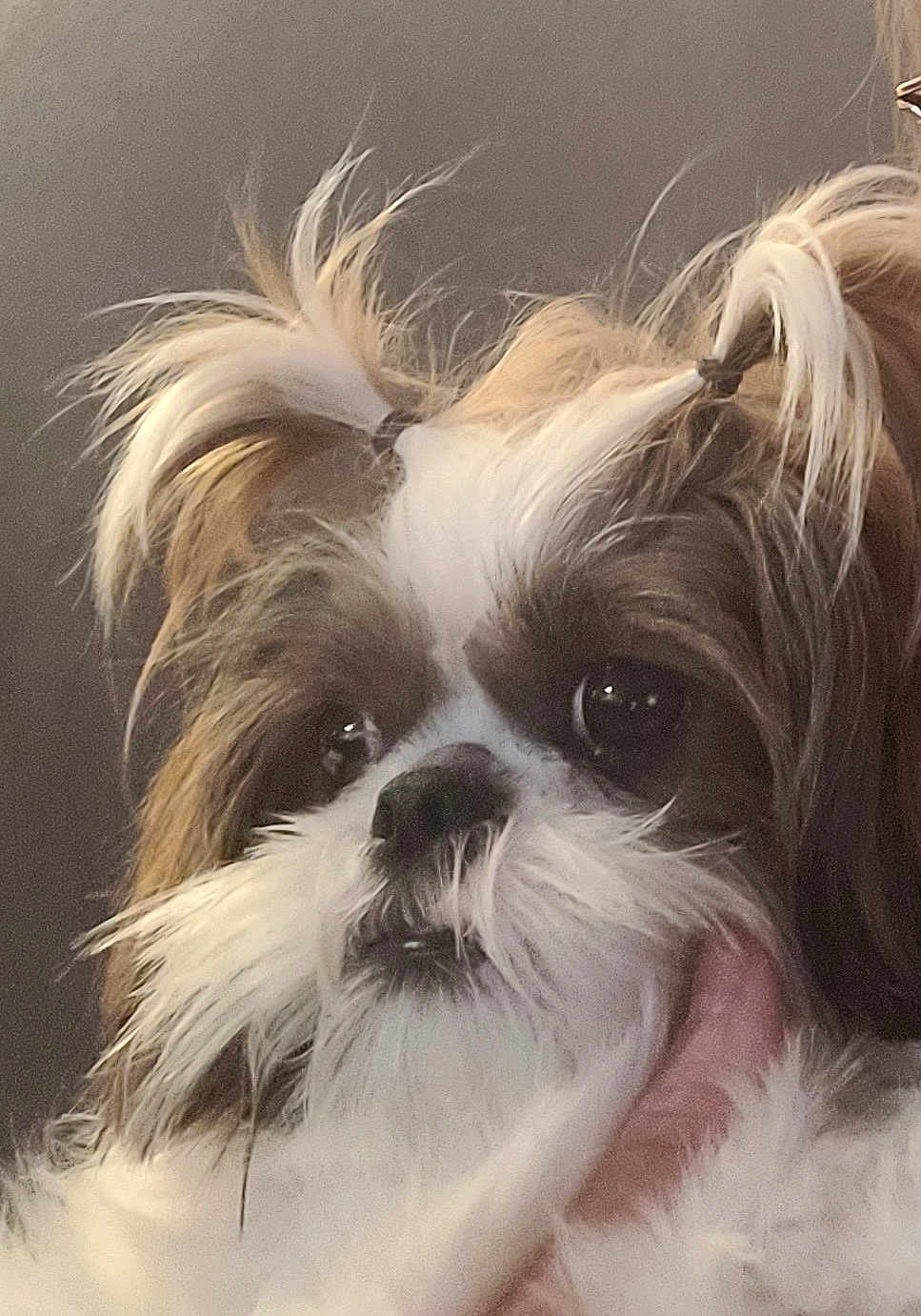 Sadie