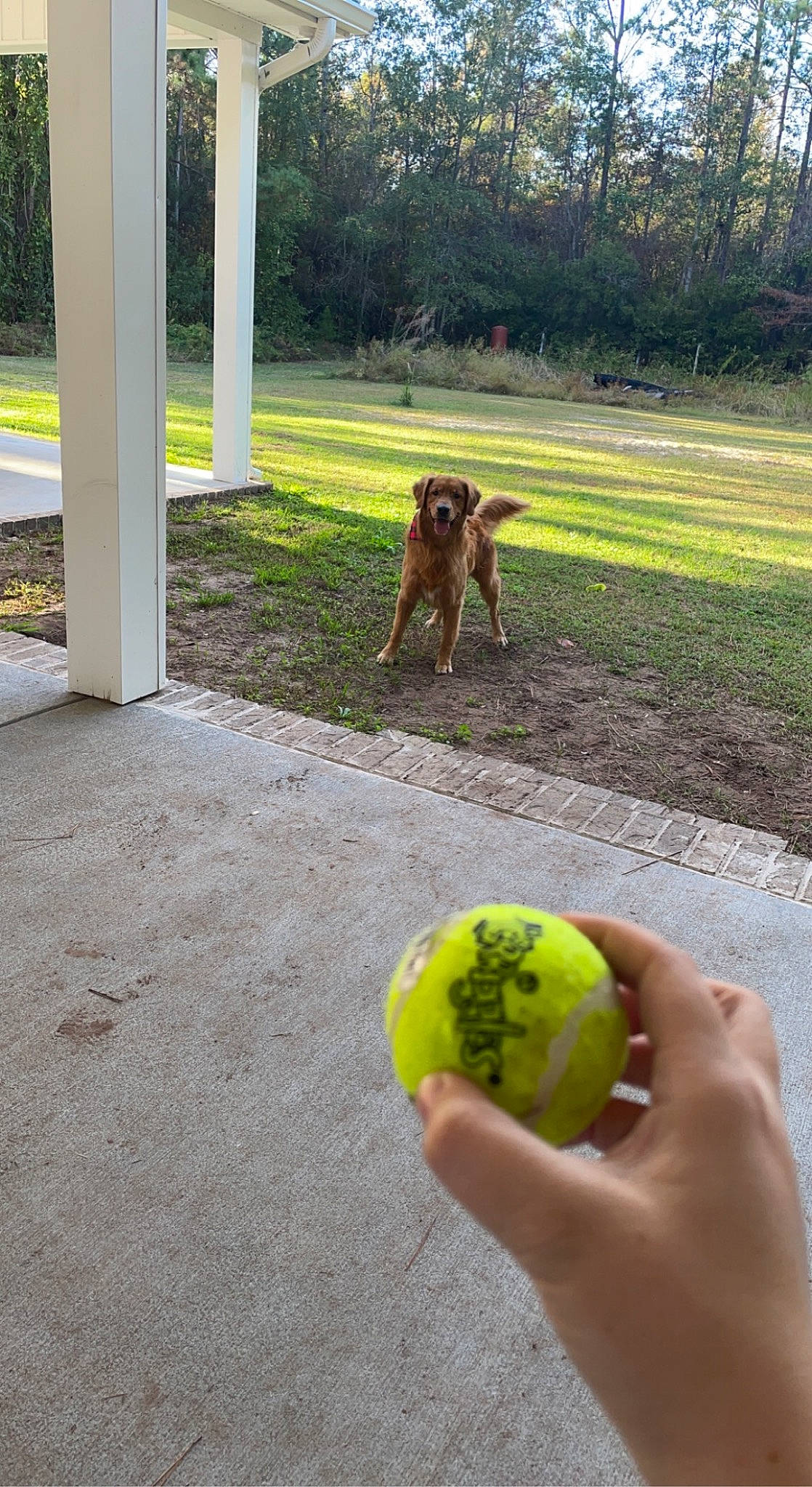 Church joined the competition — help win amazing prizes! ball, carnivore, chair, companion_dog, dog, dog_breed, fawn, flooring, grass, pet_supply, plant, road_surface, shade, sporting_group, sports_equipment, sports_toy, tail, tennis_ball, tennis_equipment, tree