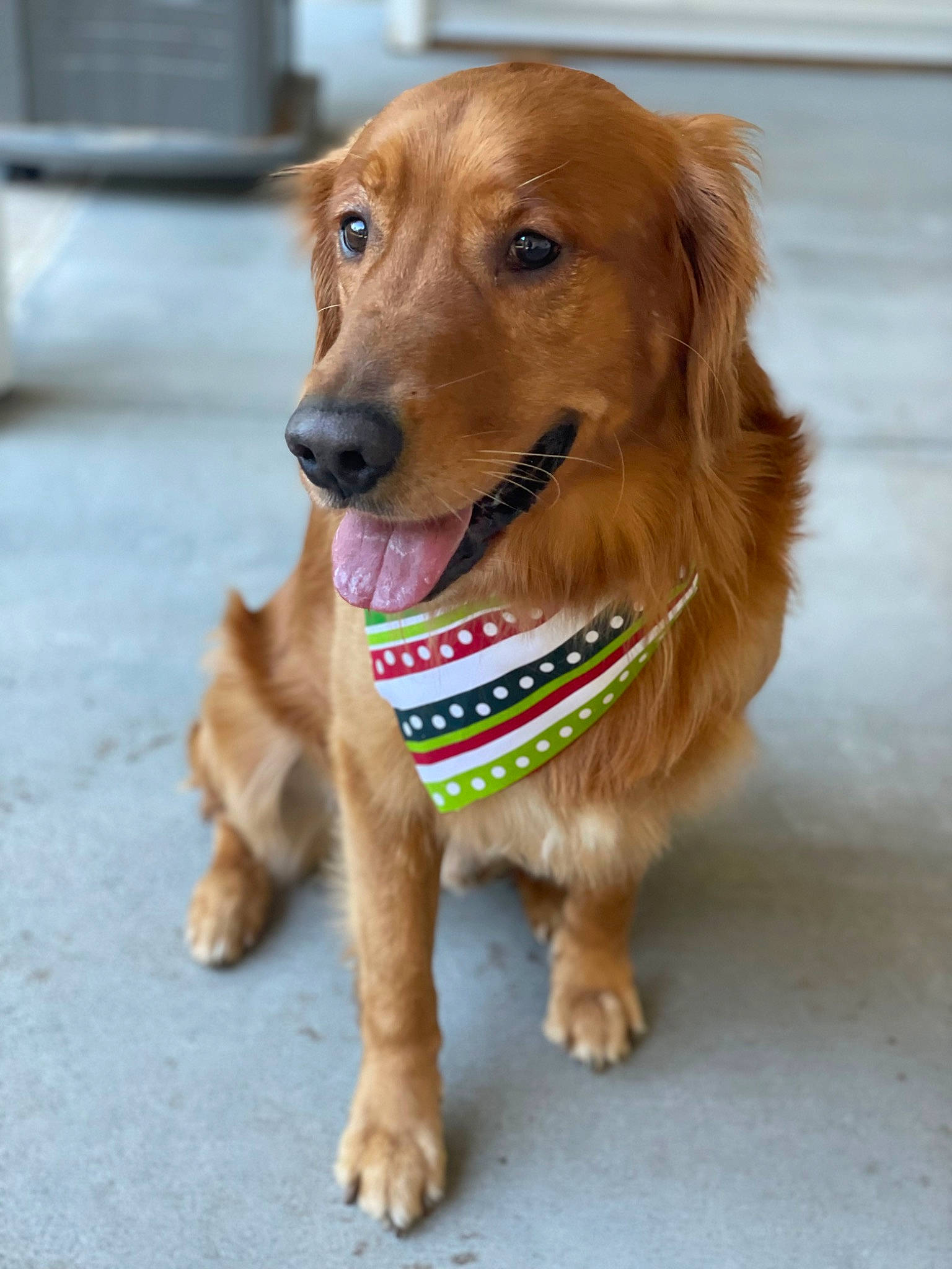 Church joined the competition — help win amazing prizes! canidae, carnivore, collar, companion_dog, dog, dog_breed, dog_collar, dog_supply, fawn, flooring, fur, gun_dog, leash, liver, paw, pet_supply, snout, sporting_group, whiskers, working_animal