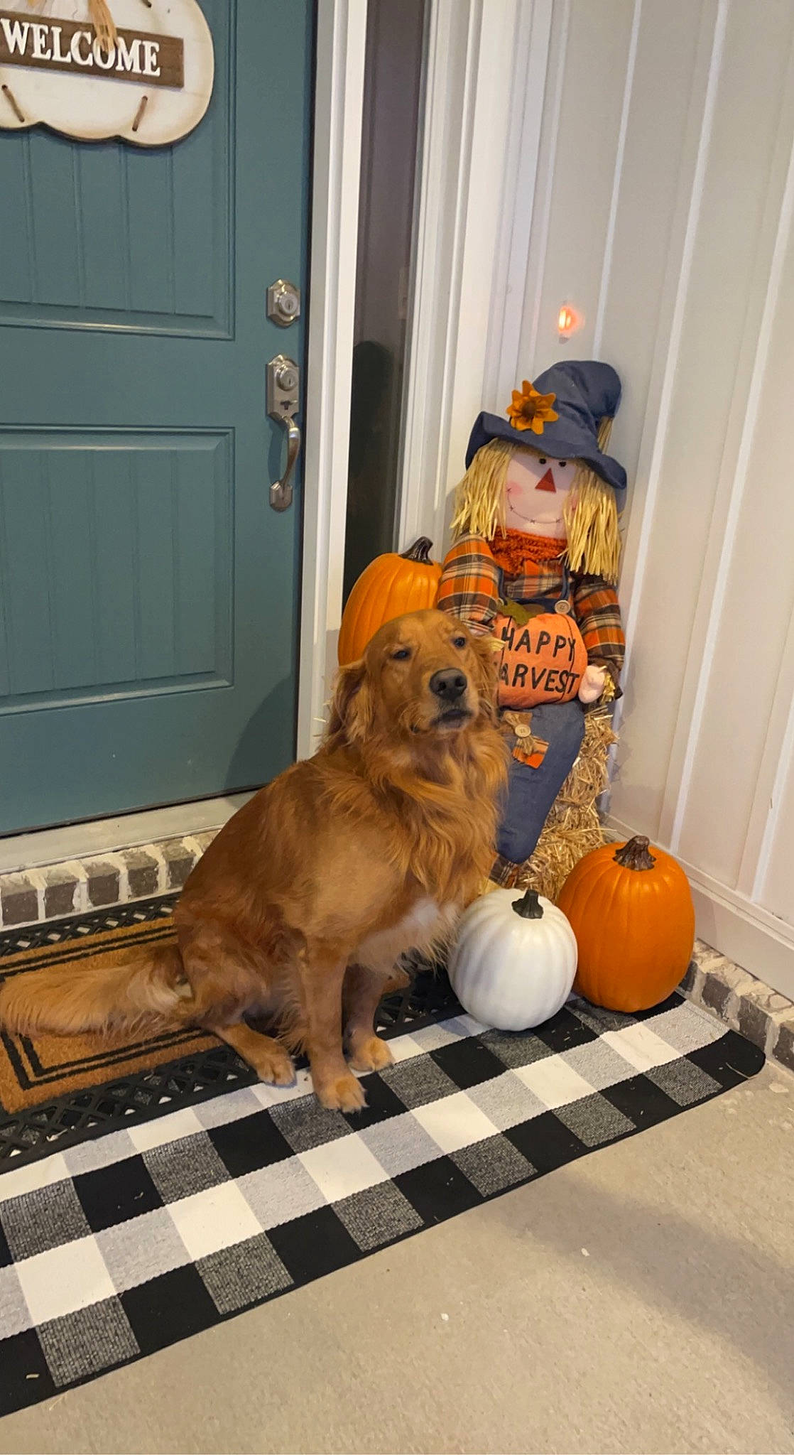 Church is registered to the contest to win money with this photo: calabaza, carnivore, companion_dog, cucurbita, dog, dog_breed, dog_supply, door, fawn, floor, flooring, gourd, home_door, plant, porch, pumpkin, vegetable, winter_squash, wood, working_animal