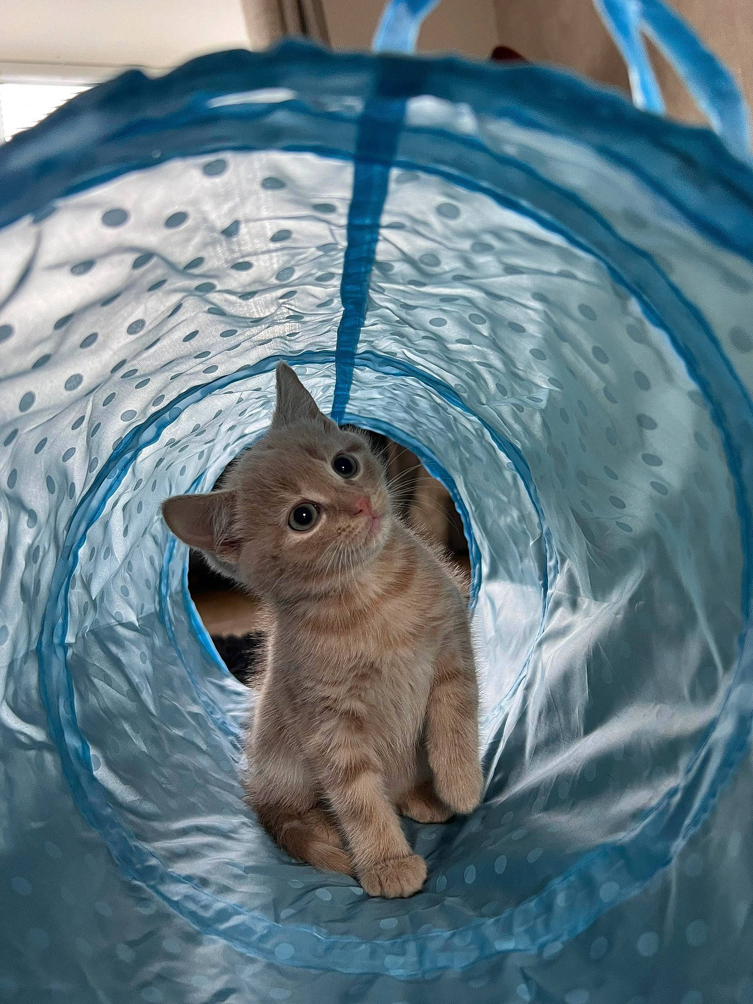 Dusty is registered to the contest to win money with this photo: azure, circle, electric_blue, eye, fawn, felidae, hat, plant, rodent, snout, squirrel, tail, terrestrial_animal, toy, tree, trunk, water, whiskers, wildlife, wood