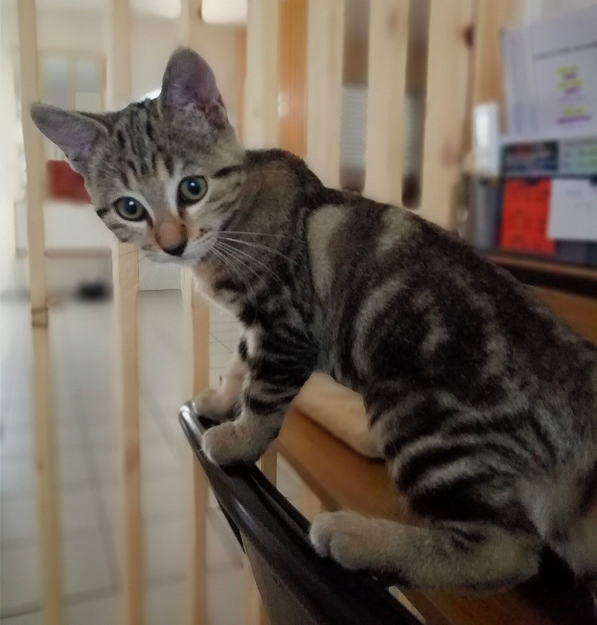 Laya a rejoint le concours — aidez-le/la à gagner de superbes lots ! carnivore, cat, domestic_short_haired_cat, felidae, fur, paw, small_to_medium_sized_cats, snout, tail, terrestrial_animal, whiskers, wood