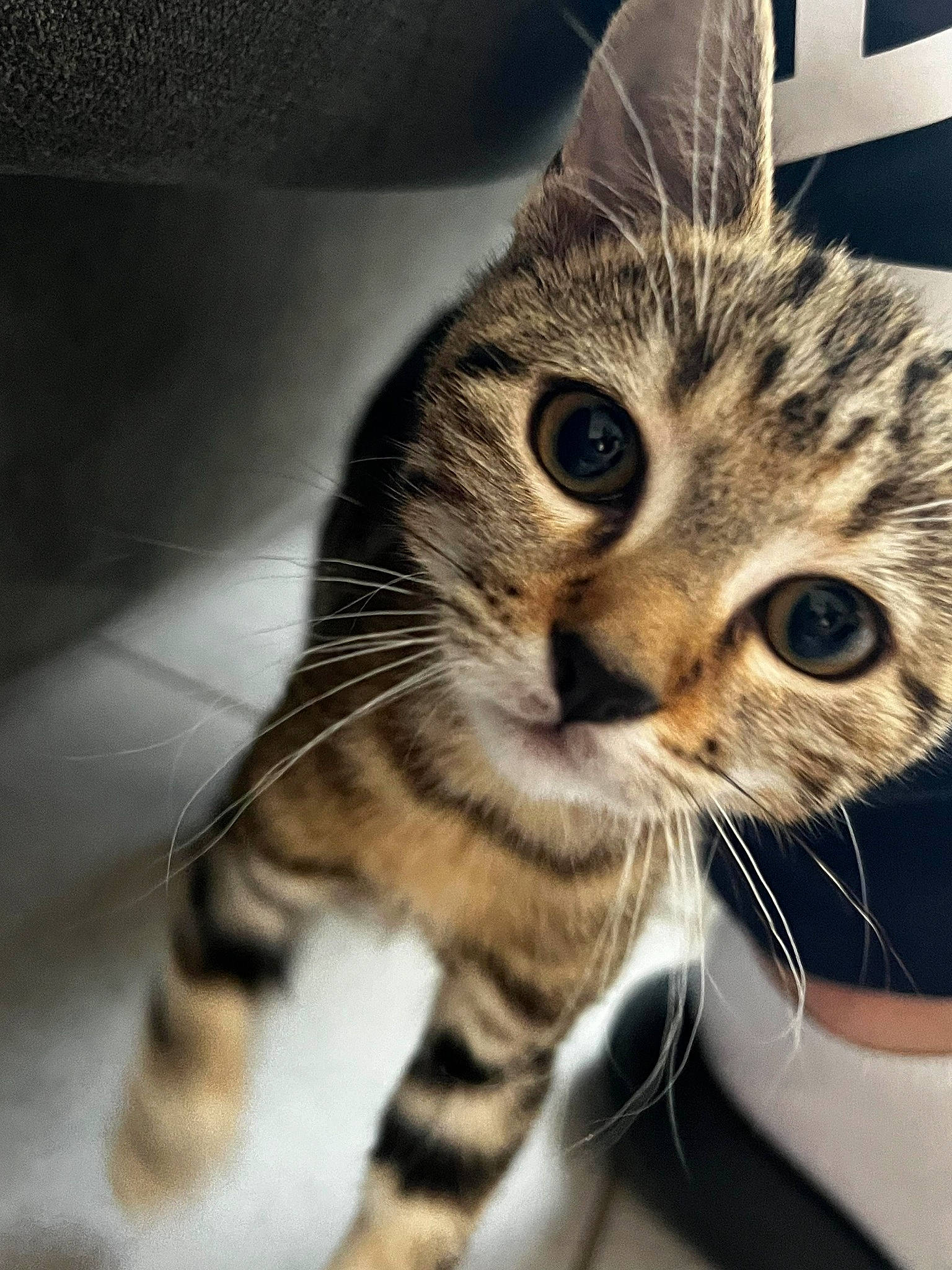 Laya a rejoint le concours — aidez-le/la à gagner de superbes lots ! carnivore, cat, claw, comfort, domestic_short_haired_cat, ear, felidae, fur, paw, small_to_medium_sized_cats, snout, terrestrial_animal, whiskers, wildlife