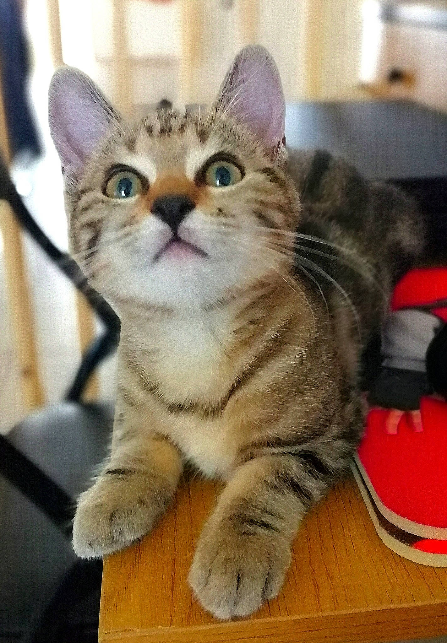 Laya a rejoint le concours — aidez-le/la à gagner de superbes lots ! carmine, carnivore, cat, domestic_short_haired_cat, felidae, fur, paw, sitting, small_to_medium_sized_cats, snout, tail, whiskers