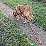 dog, golden_retriever, leash, sniffing, dirt_path, grass, outdoor, nature, walking, pet, canine, daylight, animal, fur, tail, collar, exploring, greenery, trail, autumn