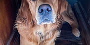 Rio participe au concours pour gagner de l'argent avec cette photo : dog, golden_retriever, pet, animal, indoor, wooden_floor, wooden_furniture, brown, fur, canine, looking_up, lying_down, closeup, nostrils, ears, collar, floor, quiet, calm, domestic