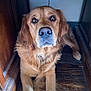 dog, golden_retriever, pet, animal, indoor, wooden_floor, wooden_furniture, brown, fur, canine, looking_up, lying_down, closeup, nostrils, ears, collar, floor, quiet, calm, domestic