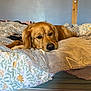 Rio participe au concours pour gagner de l'argent avec cette photo : dog, golden_retriever, bed, blanket, indoor, pet, resting, fur, cozy, sleepy, animal, canine, comfort, home, relaxation, brown, face, portrait, laying_down, furniture