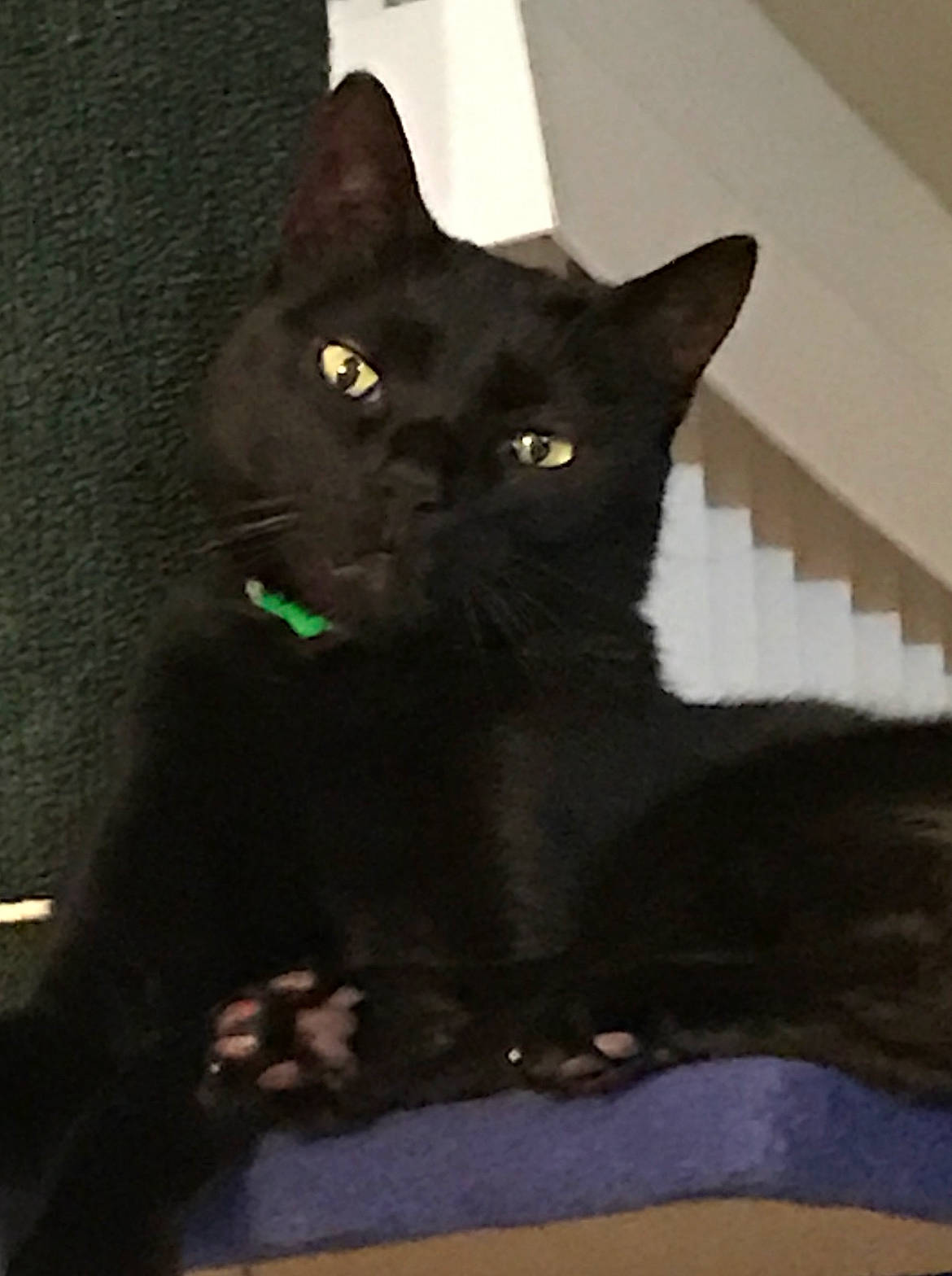 Camo is registered to the contest to win money with this photo: black_cat, bombay, carnivore, cat, domestic_short_haired_cat, felidae, fur, havana_brown, small_to_medium_sized_cats, snout, tail, terrestrial_animal, whiskers