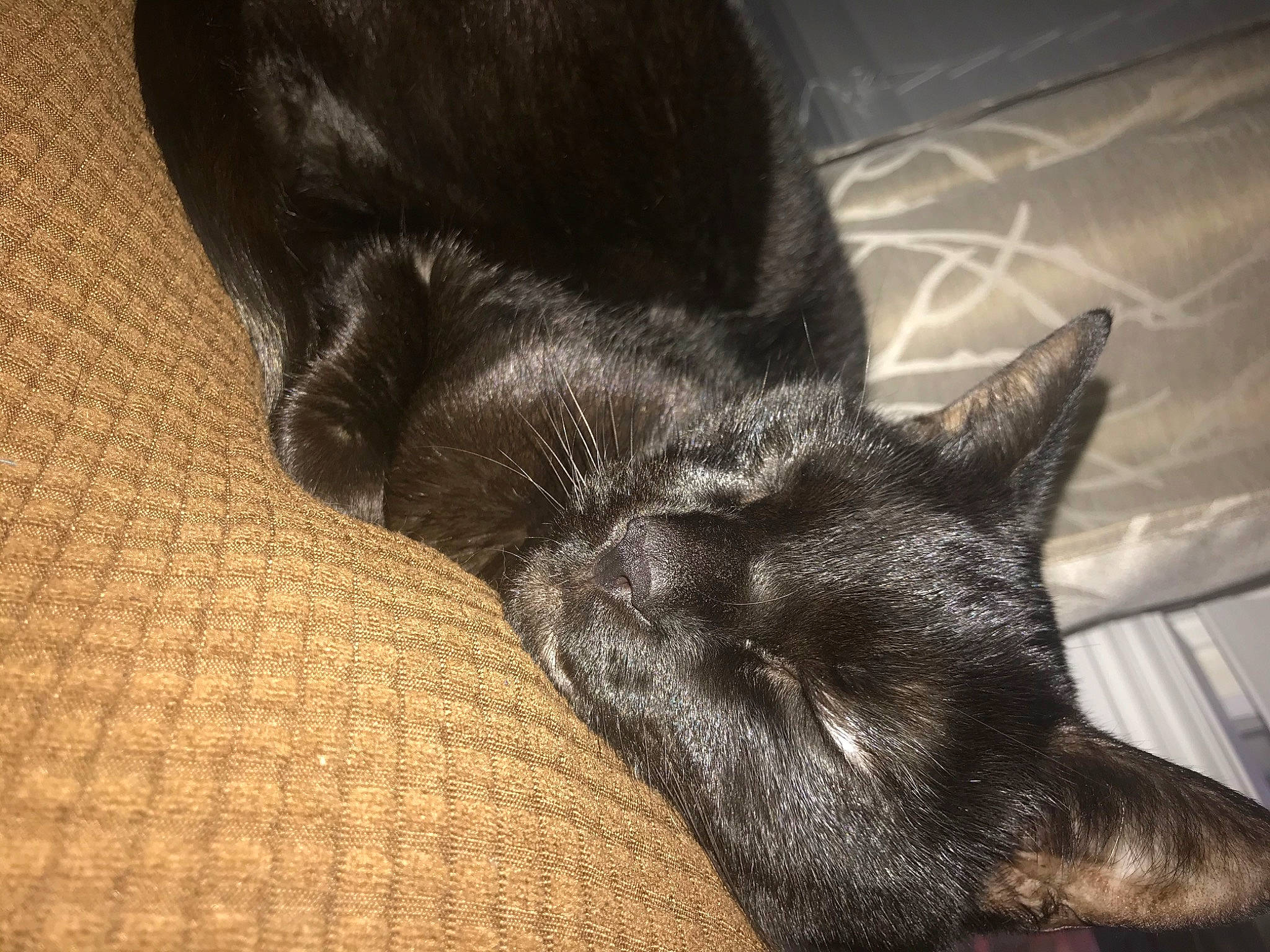 Camo is registered to the contest to win money with this photo: black_cat, canidae, carnivore, cat, claw, comfort, dog_breed, domestic_short_haired_cat, ear, felidae, flooring, foot, fur, human_leg, nap, small_to_medium_sized_cats, snout, sporting_group, tail, whiskers