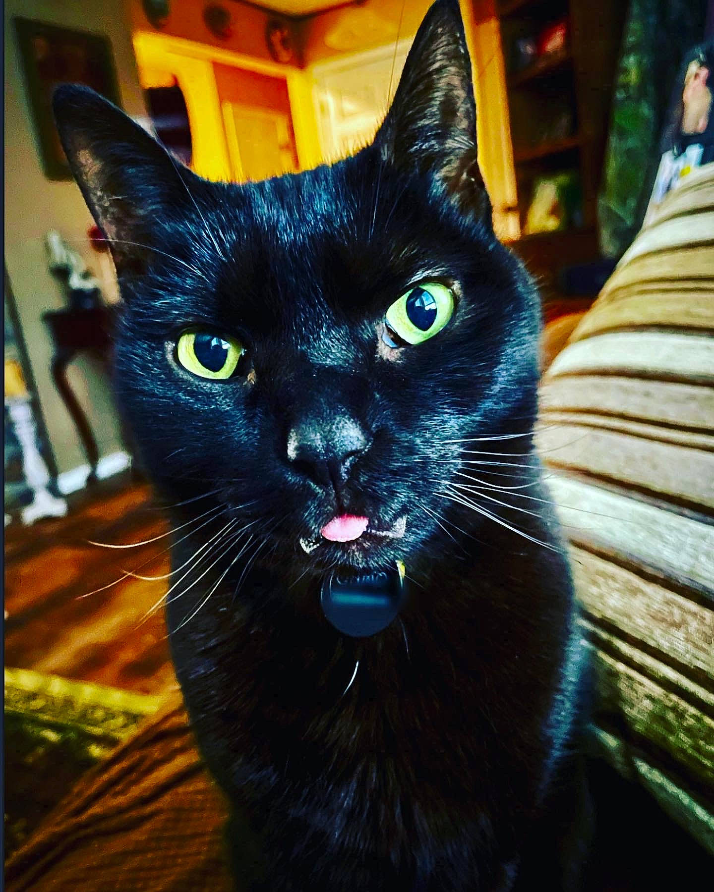 Camo joined the competition — help win amazing prizes! art, black_cat, bombay, carnivore, cat, claw, domestic_short_haired_cat, electric_blue, felidae, fur, havana_brown, small_to_medium_sized_cats, snout, tail, terrestrial_animal, whiskers