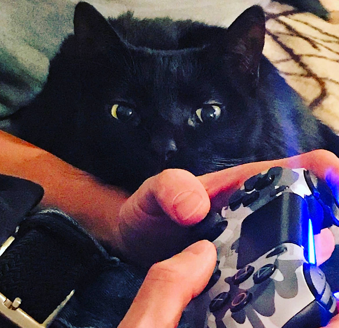 Camo is registered to the contest to win money with this photo: bag, black_cat, carnivore, cat, cloud, domestic_short_haired_cat, electric_blue, fashion_accessory, felidae, finger, gadget, gesture, happy, nail, sleeve, small_to_medium_sized_cats, snout, t_shirt, vertebrate, whiskers