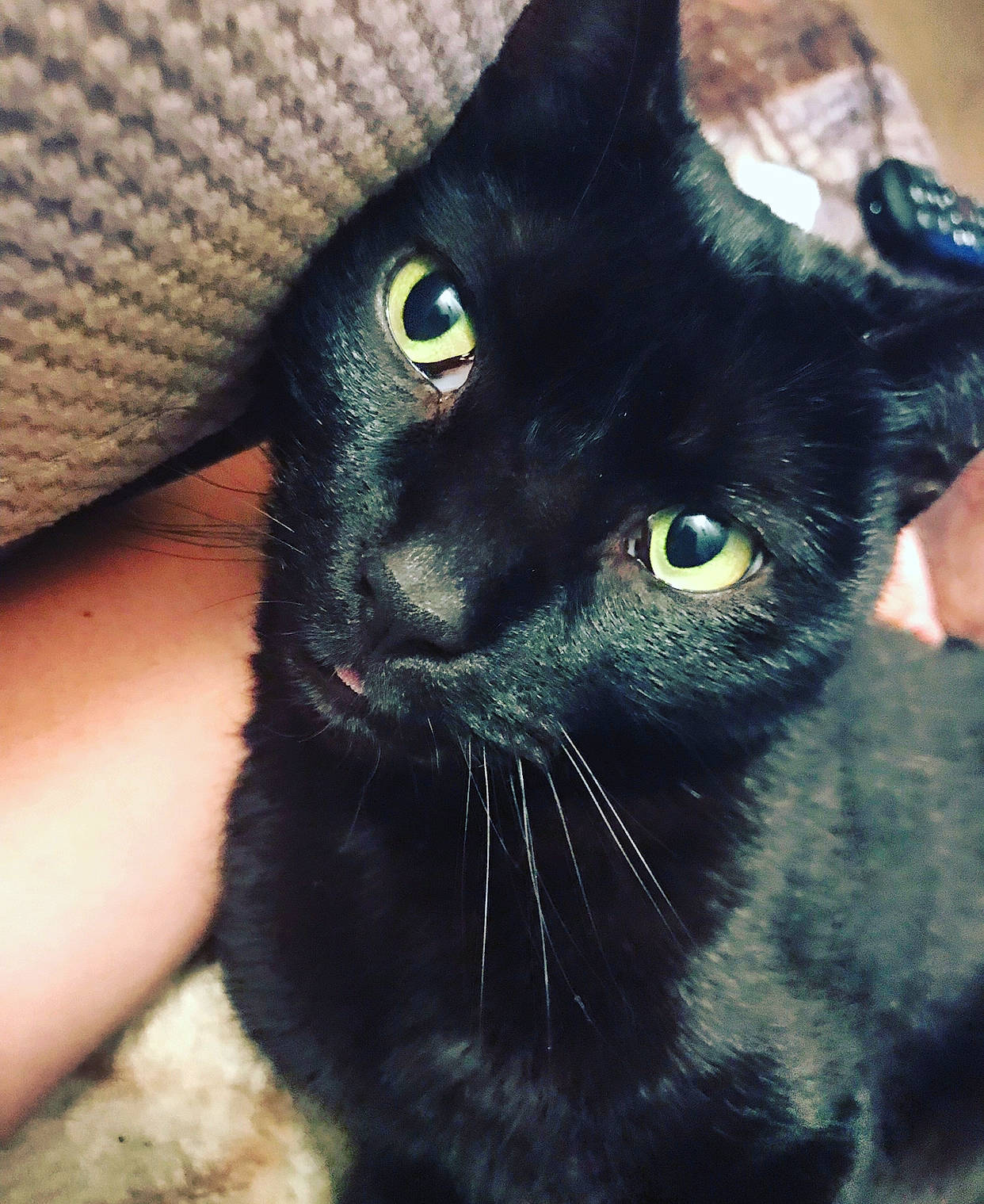 Camo joined the competition — help win amazing prizes! black_cat, bombay, carnivore, cat, close_up, comfort, domestic_short_haired_cat, electric_blue, felidae, fur, small_to_medium_sized_cats, snout, terrestrial_animal, whiskers